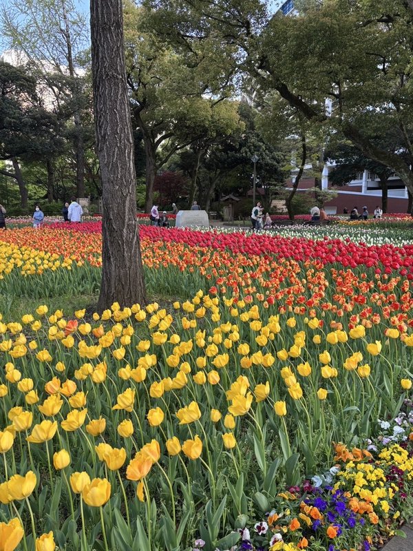 横浜公園に咲き誇る色鮮やかなチューリップ花壇